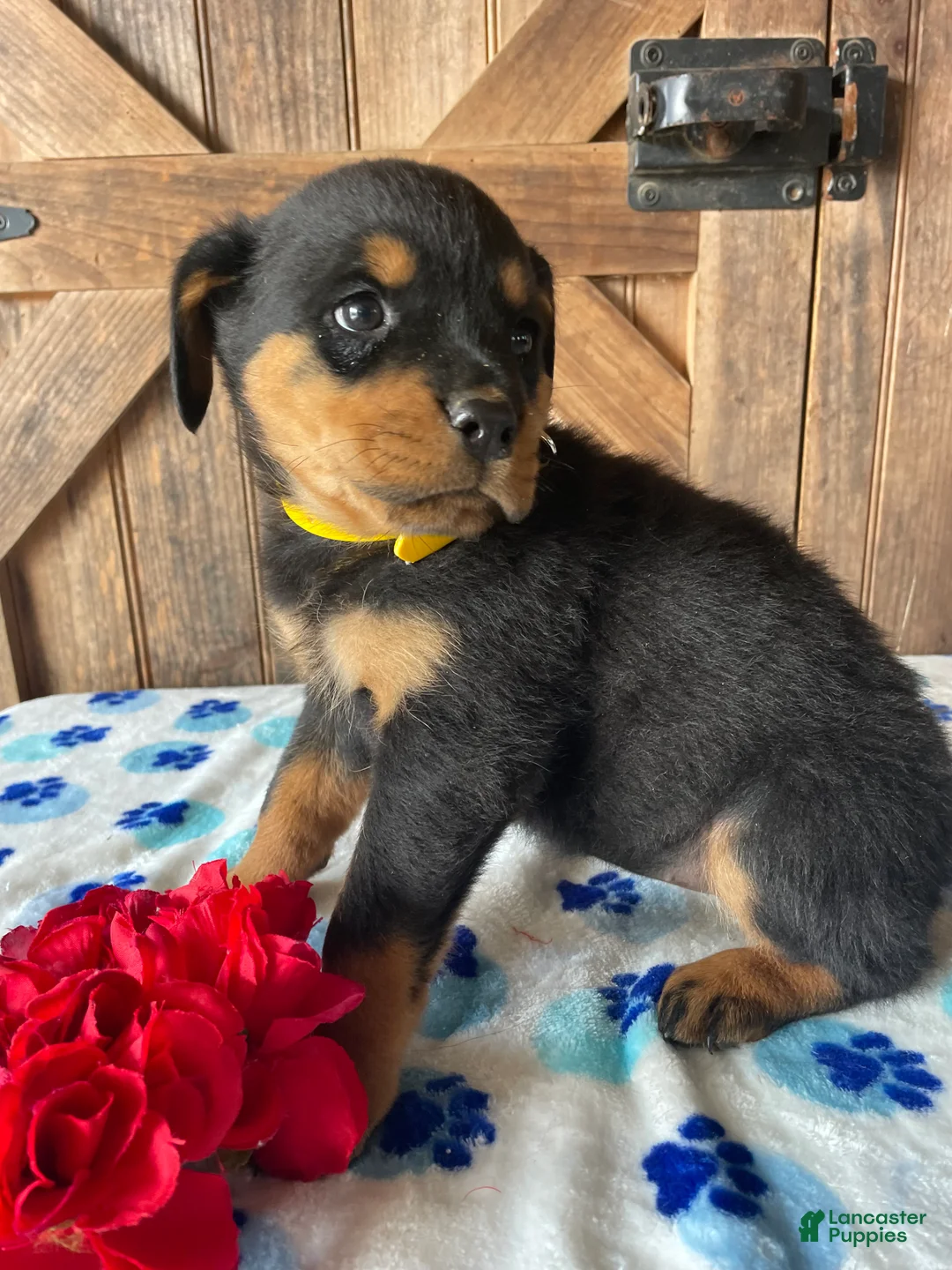 Rottweiler dogs for sale: Queen - Ad 4