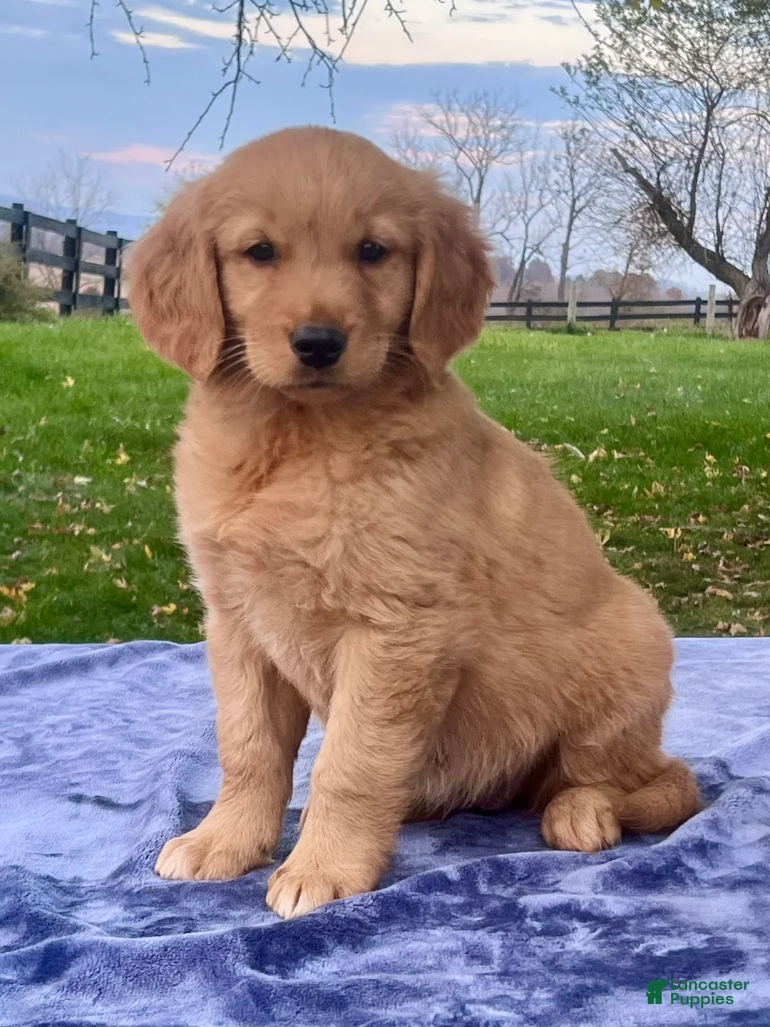 Golden Retriever dogs for sale: Molly - Ad 1
