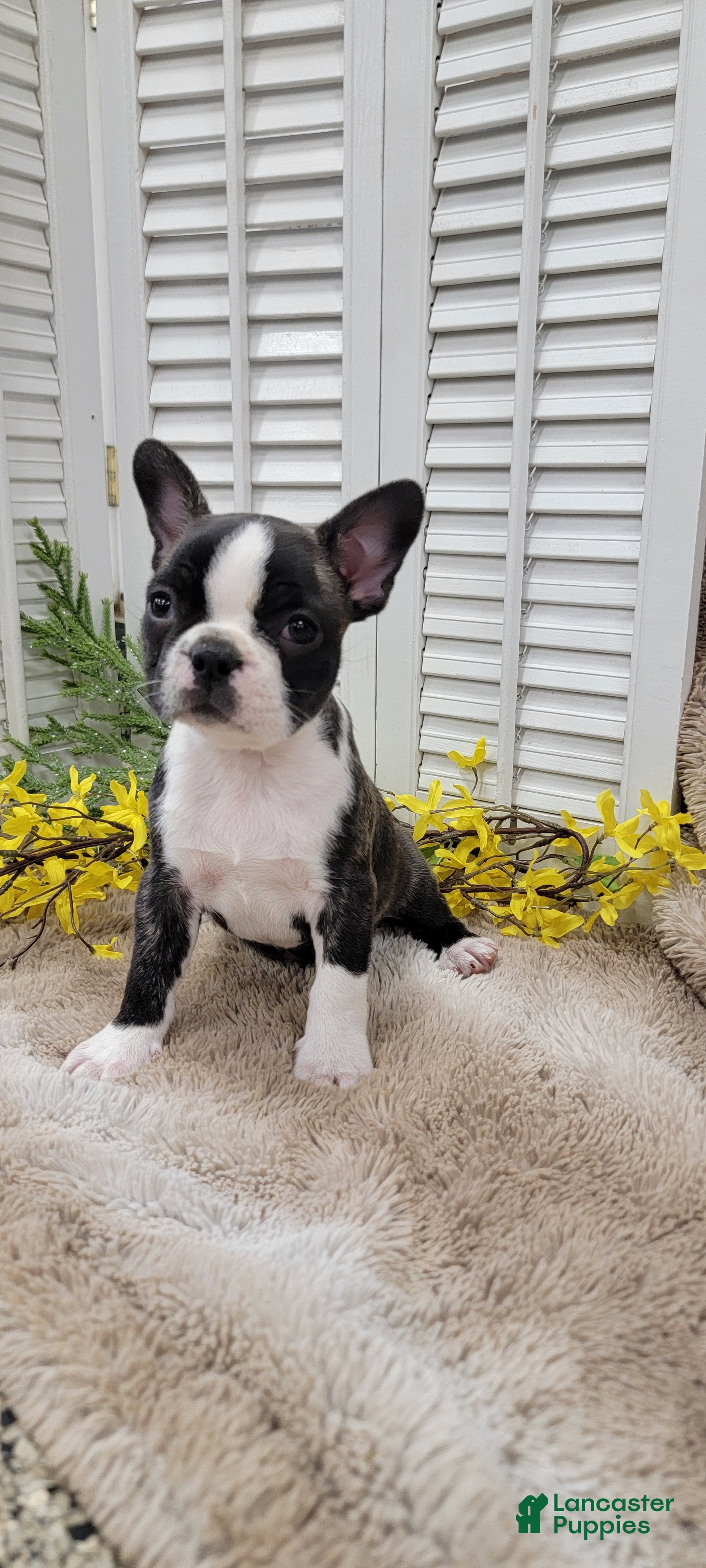 Frenchton dogs Emmy - Ad 1