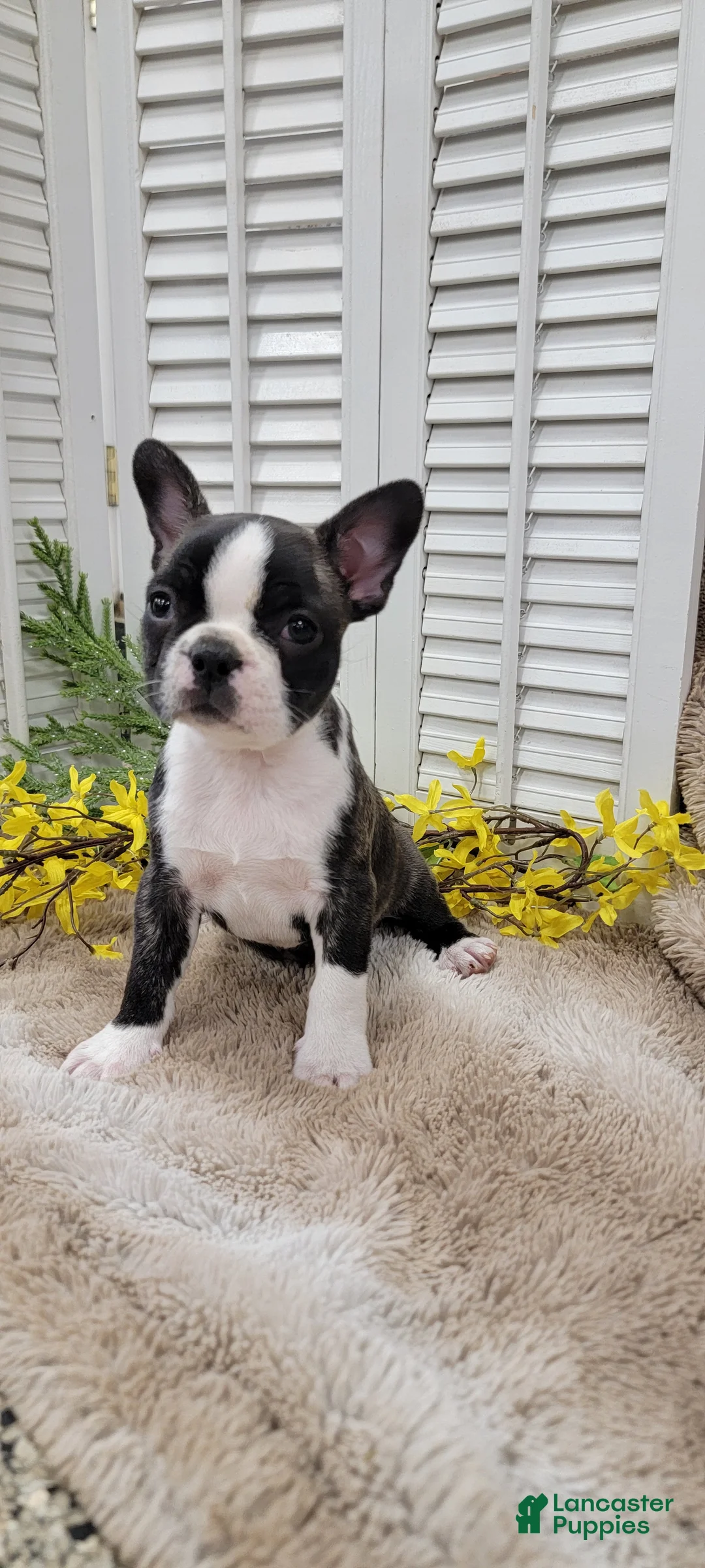 Frenchton dogs for sale: Emmy - Ad 1