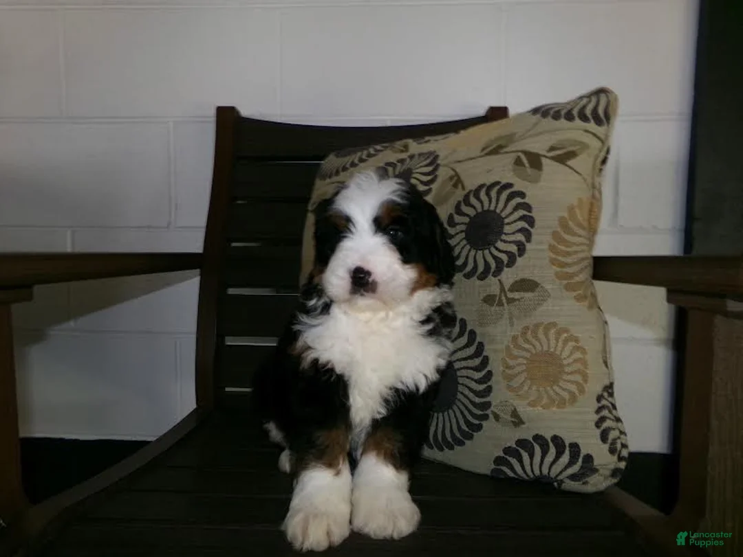 Mini Bernedoodle dogs for sale: Austin - Ad 5