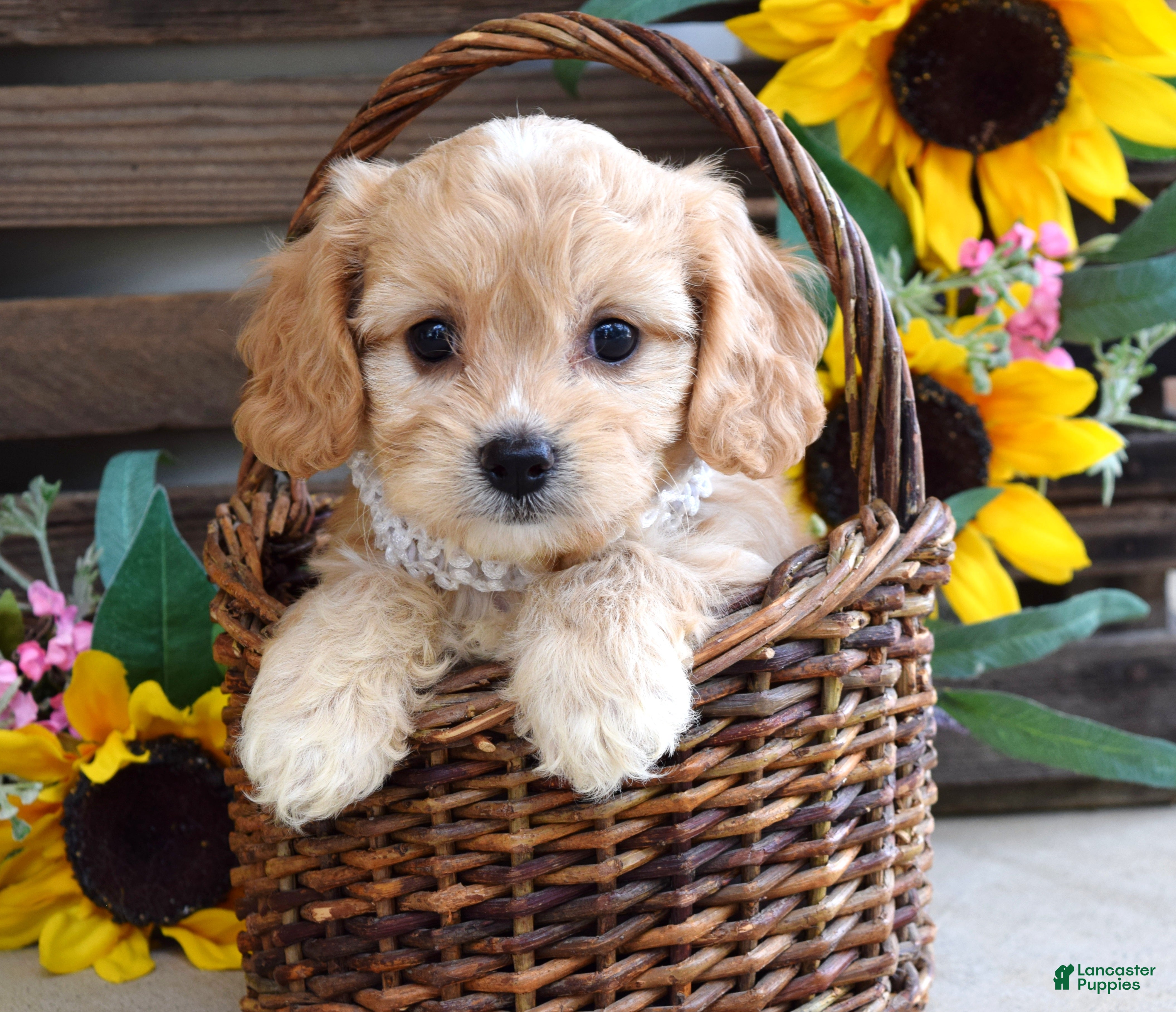 Cavachon dogs Tara - Ad 2