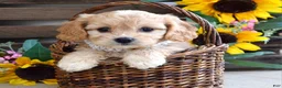 Cavachon dogs for sale: Tara - Ad 2