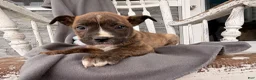 Mixed Breed dogs for sale: Pepper - Ad 1
