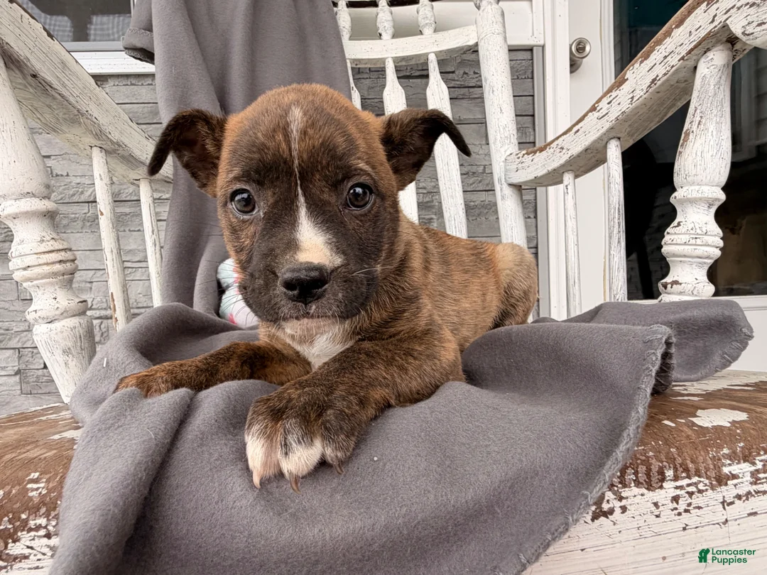 Mixed Breed dogs for sale: Pepper - Ad 1