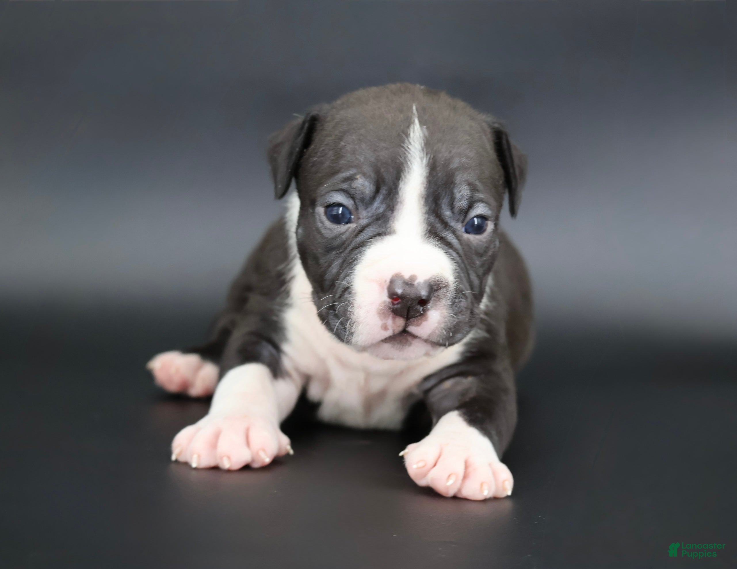 American Bully dogs Valentino - Ad 26