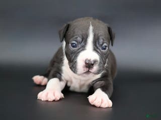 American Bully dogs Valentino - Ad 26