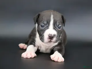 American Bully dogs Valentino - Ad 3