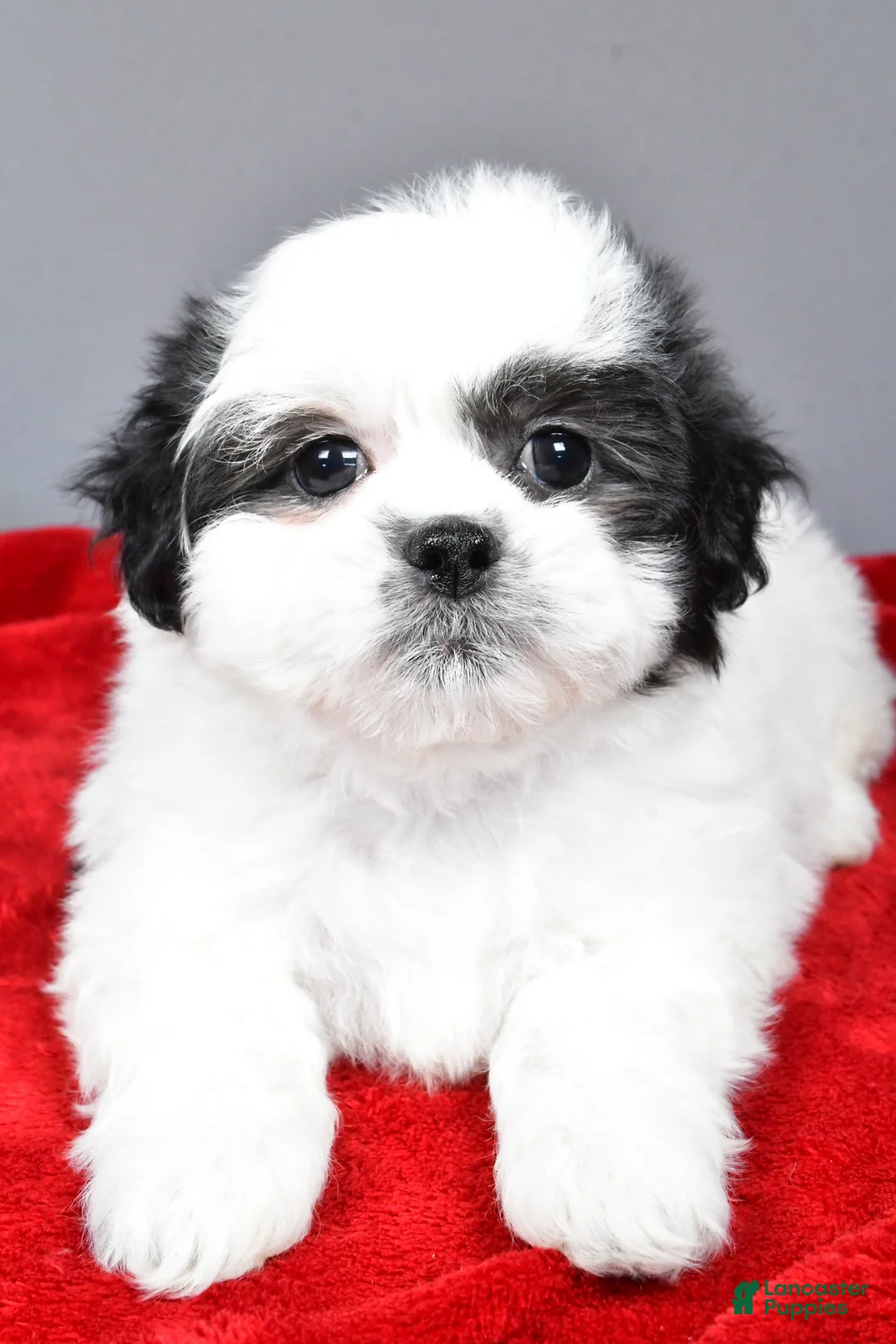 Teddy Bear dogs for sale: poppy - Ad 4