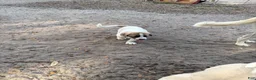 Anatolian Shepherd dogs for sale: Anatolian Shepherd Puppy 2 - Ad 6