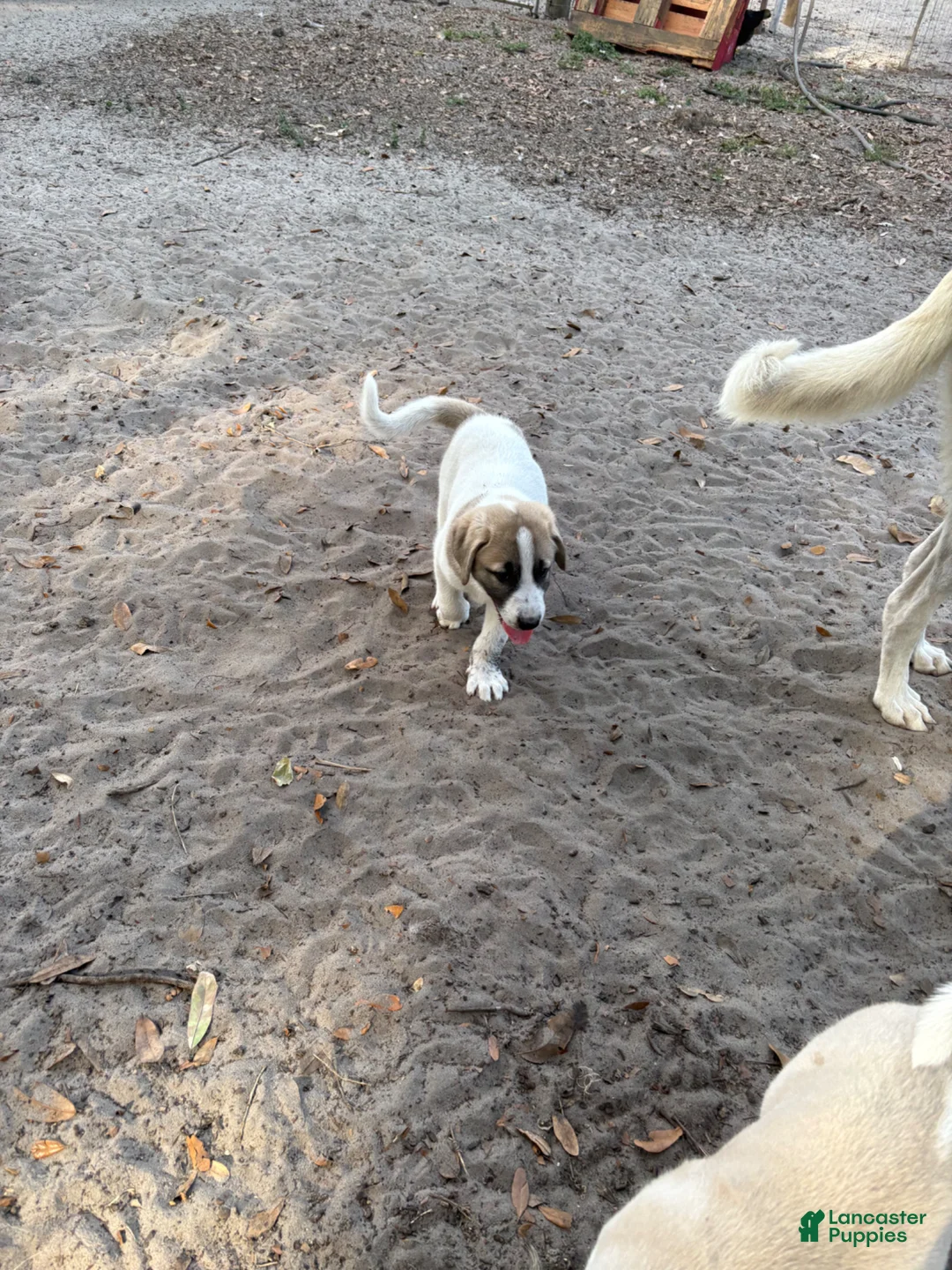 Anatolian Shepherd dogs for sale: Anatolian Shepherd Puppy 2 - Ad 6