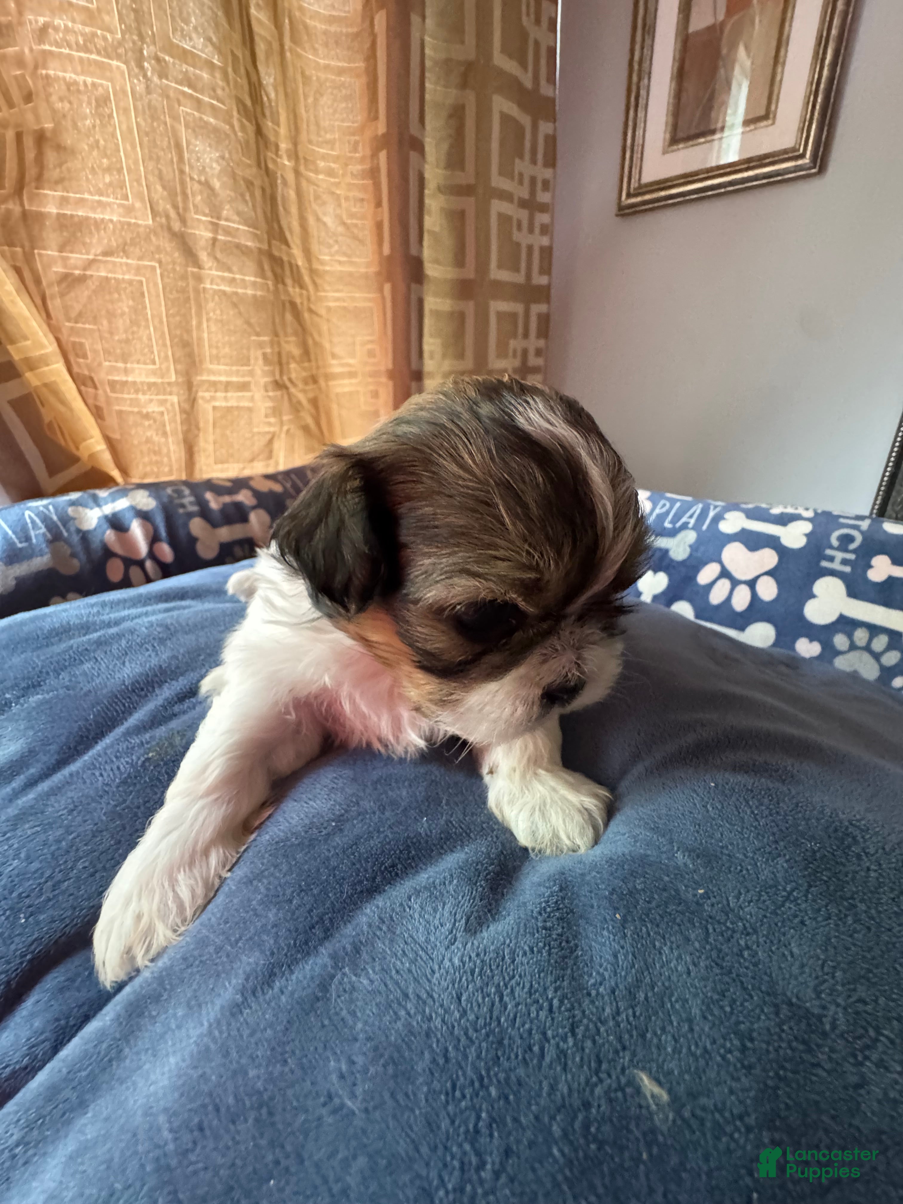 Shih Tzu dogs AKC Shih Tzu 1 Bentley  - Ad 1