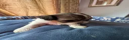 Shih Tzu dogs for sale: AKC Shih Tzu 1 Bentley  - Ad 1