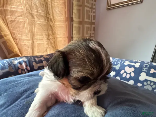 Shih Tzu dogs for sale: AKC Shih Tzu 1 Bentley - Ad 1