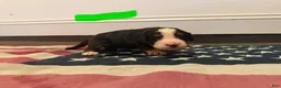 Bernese Mountain Dog dogs for sale: Green - Ad 11