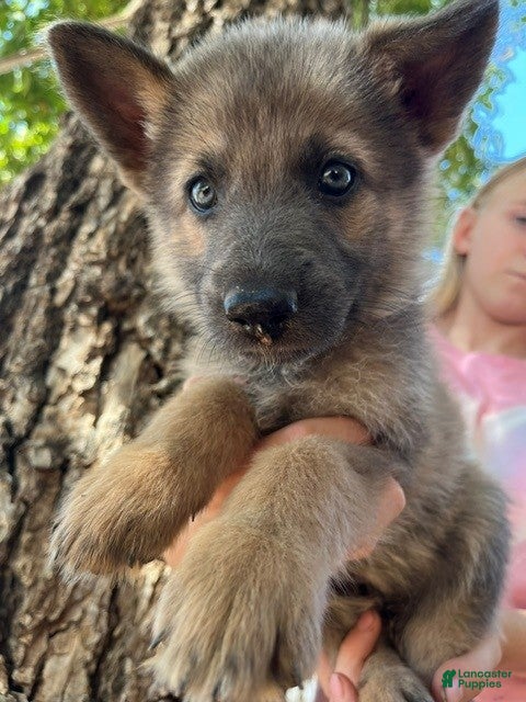 German Shepherd dogs Tan Blue Sable - Ad 26