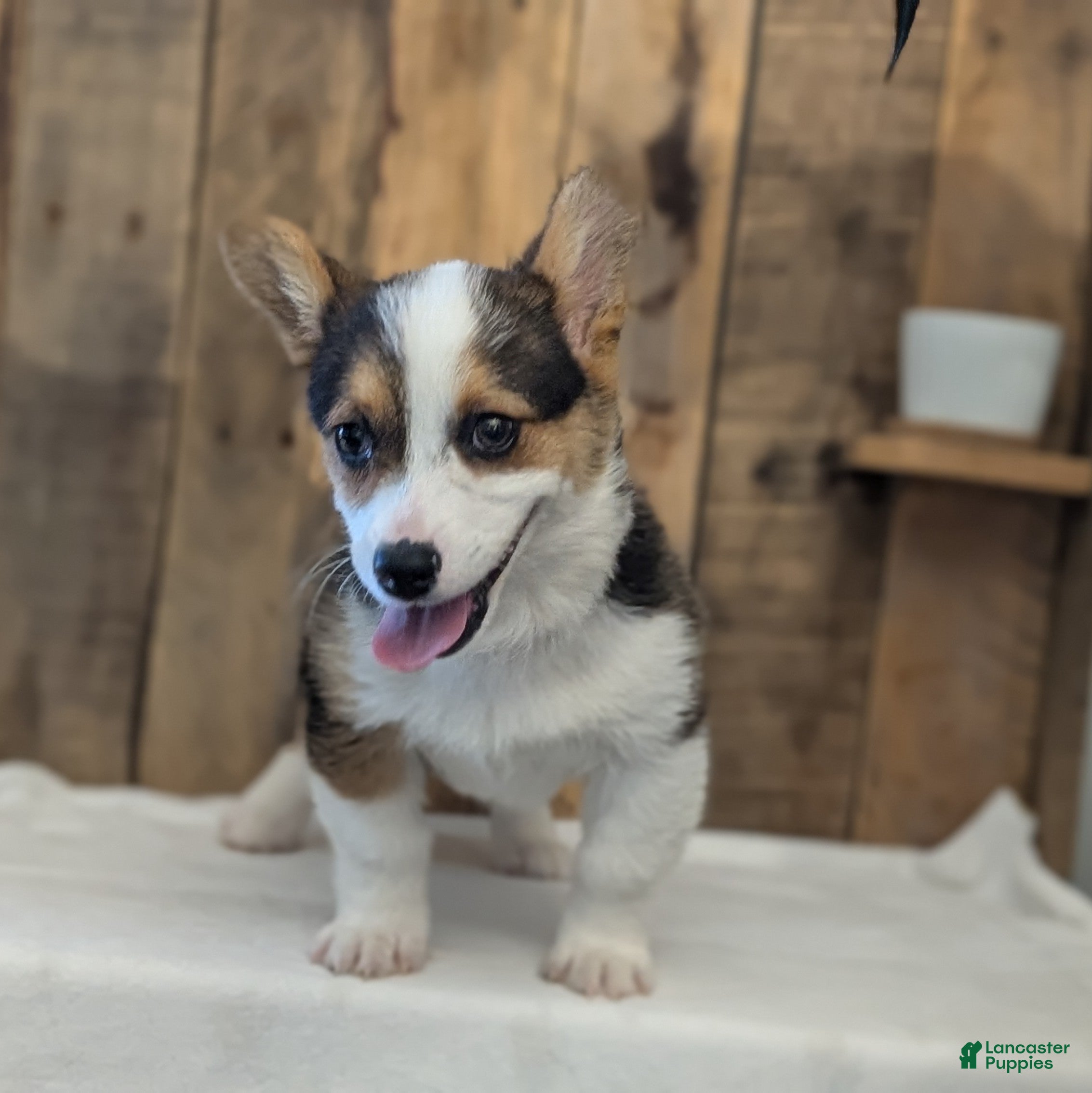 Welsh Corgi Pembroke dogs Felicity  - Ad 2