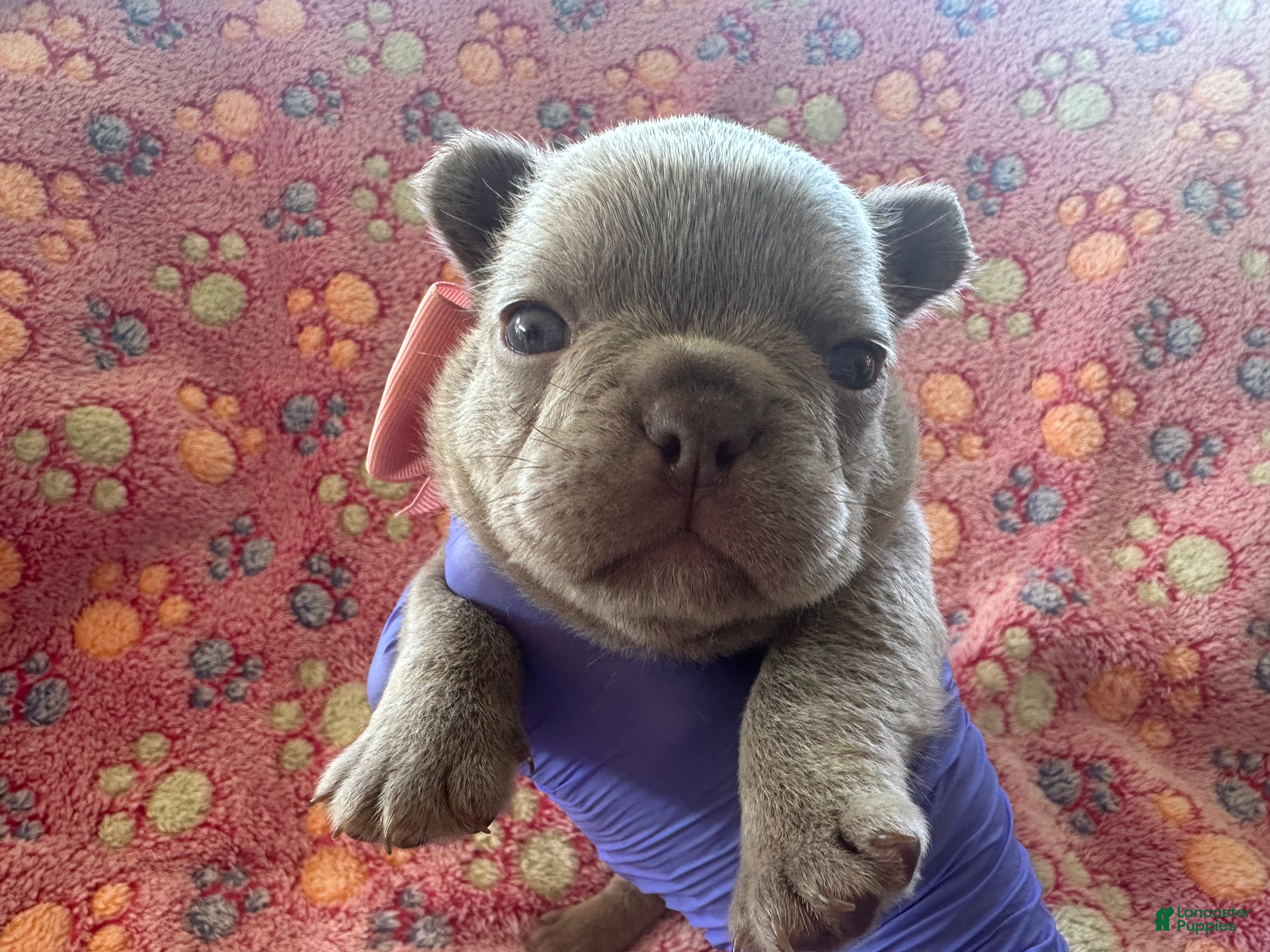 French Bulldog dogs French Bulldog 4 - Ad 2