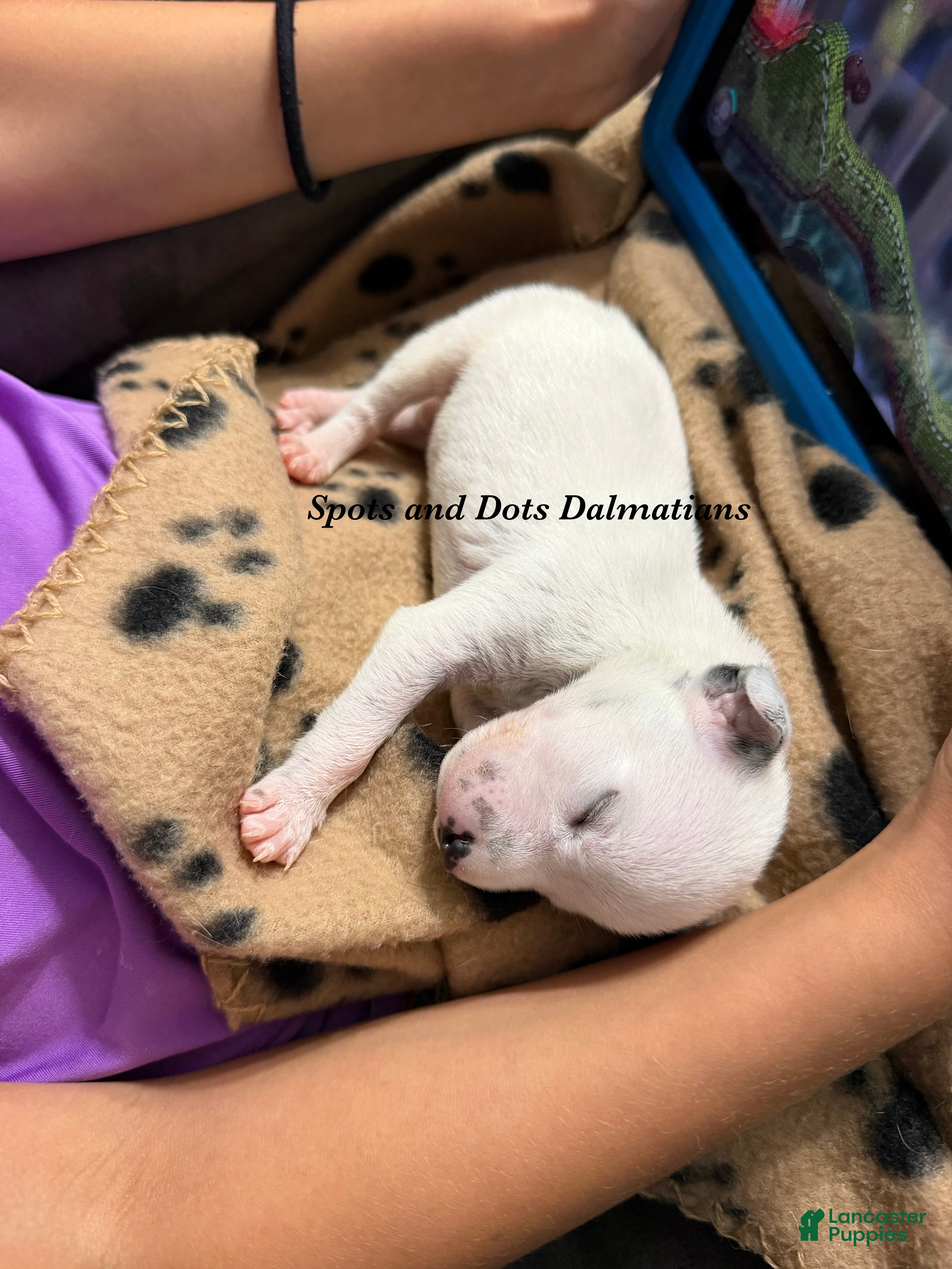 Dalmatian dogs Hazard - Ad 1