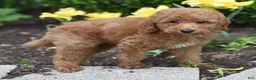 Miniature Poodle dogs for sale: Pickles - Ad 6