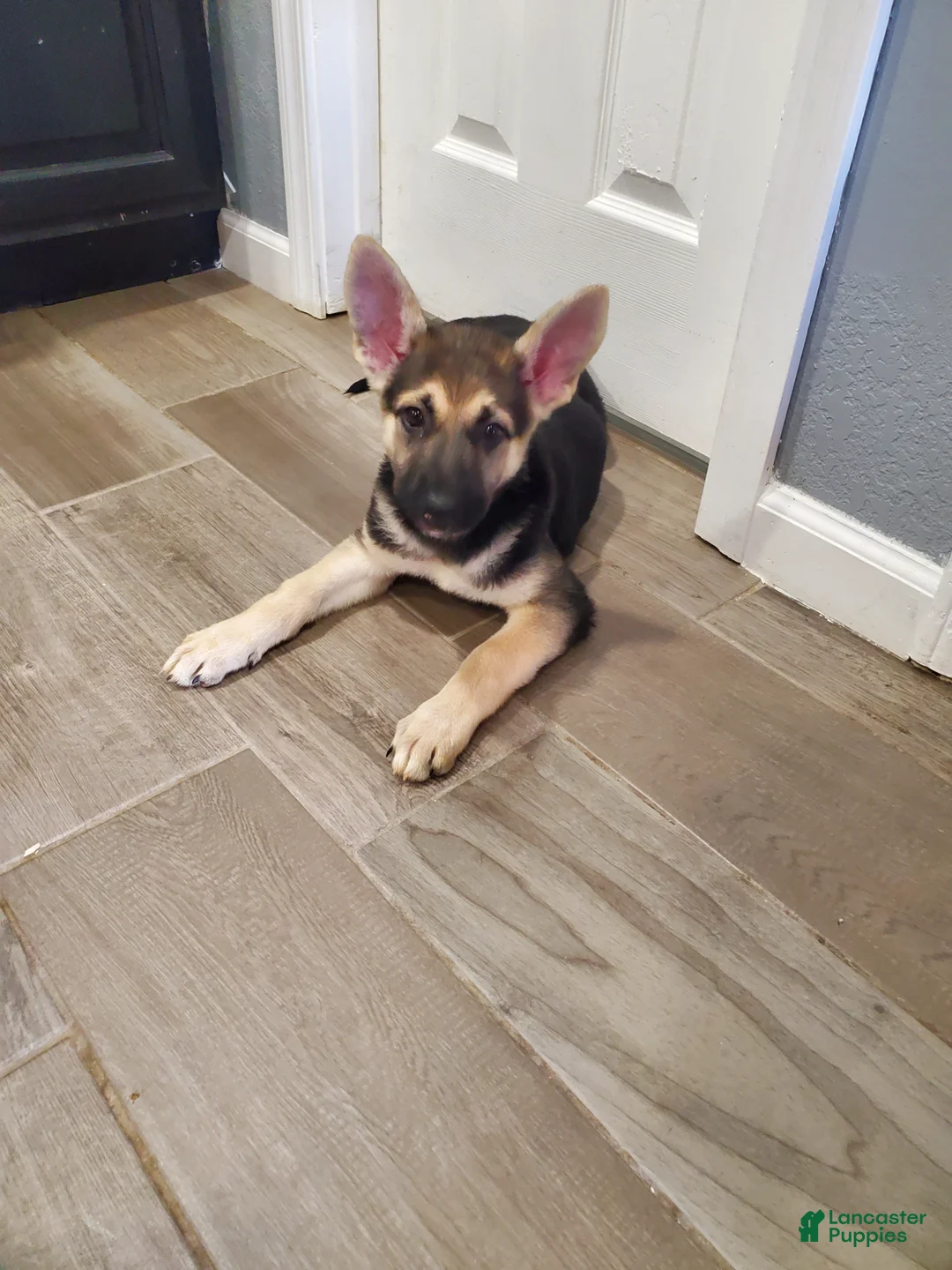 German Shepherd dogs for sale: German Shepherd Puppy 6 - Ad 1
