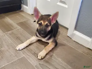 German Shepherd dogs German Shepherd Puppy 6 - Ad 4