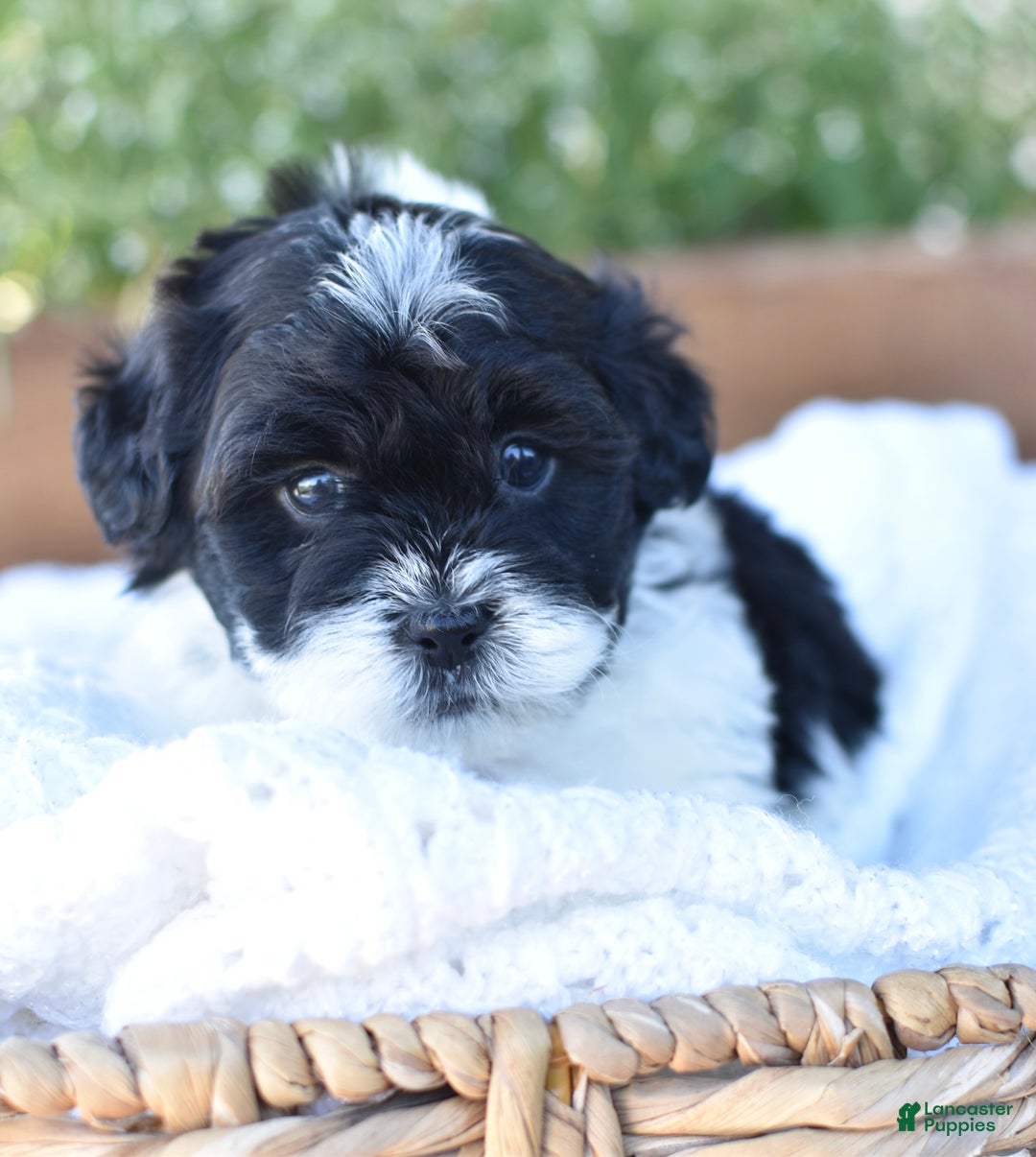 Mixed Breed dogs for sale: Oreo - Ad 7