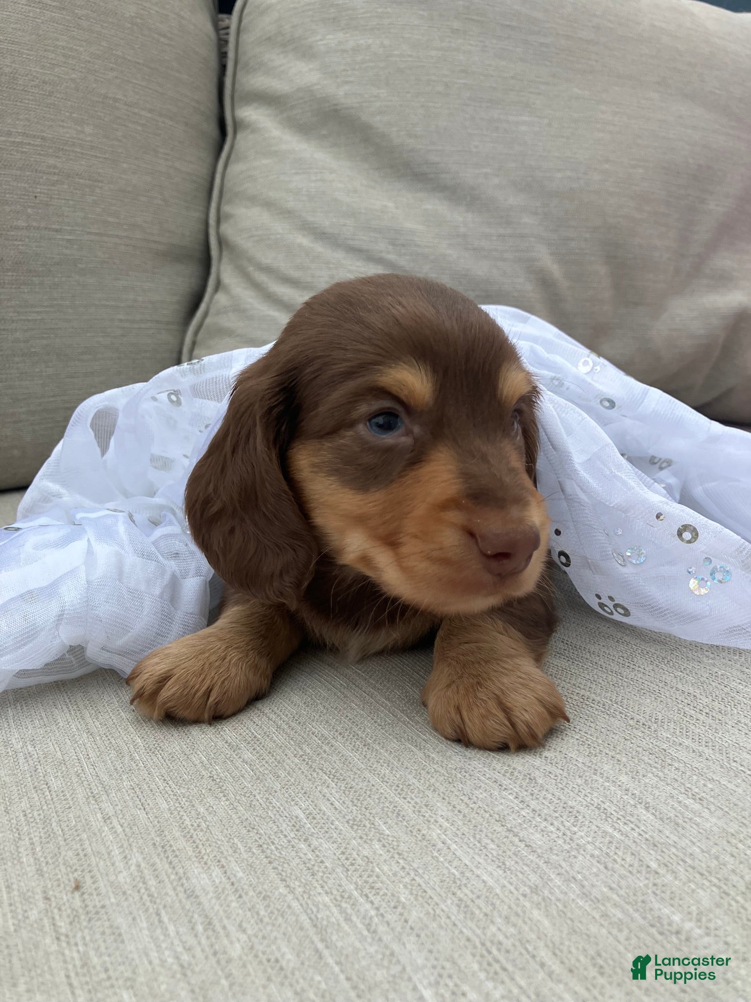 Miniature Dachshund dogs for sale: Charlie  - Ad 2