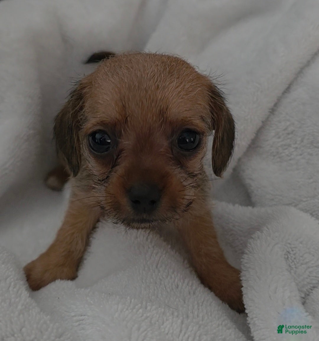 Mixed Breed dogs for sale: Honey - Ad 10