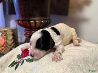 Mixed Breed dogs Lola - Ad 35