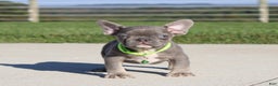 French Bulldog dogs for sale: Charlie - Ad 4