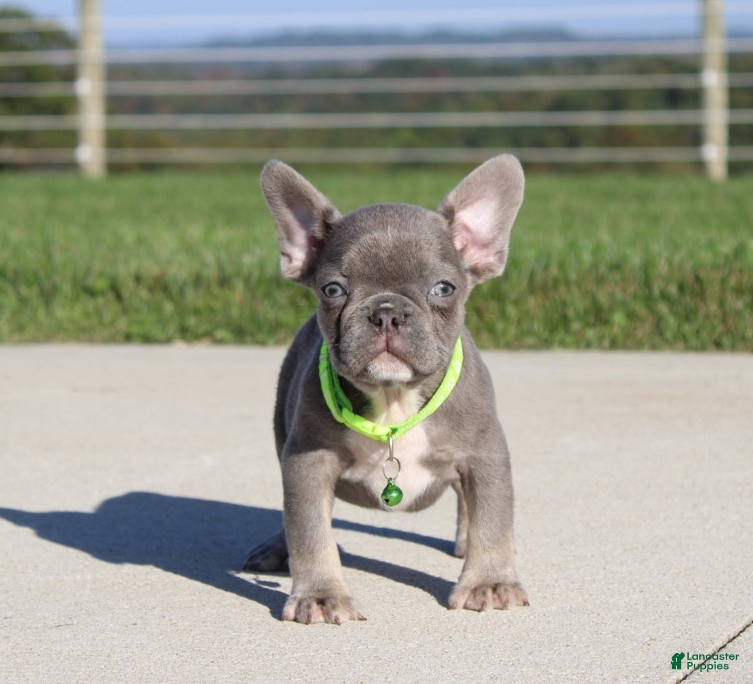 French Bulldog dogs for sale: Charlie - Ad 4