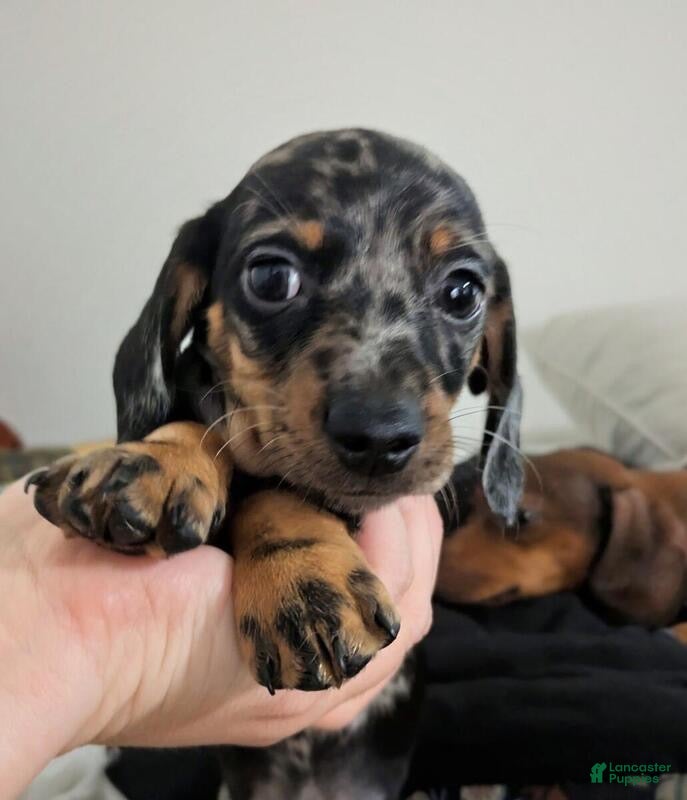Dachshund dogs Dasher - Ad 1