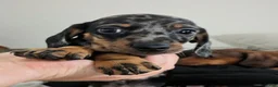 Dachshund dogs for sale: Dasher - Ad 1