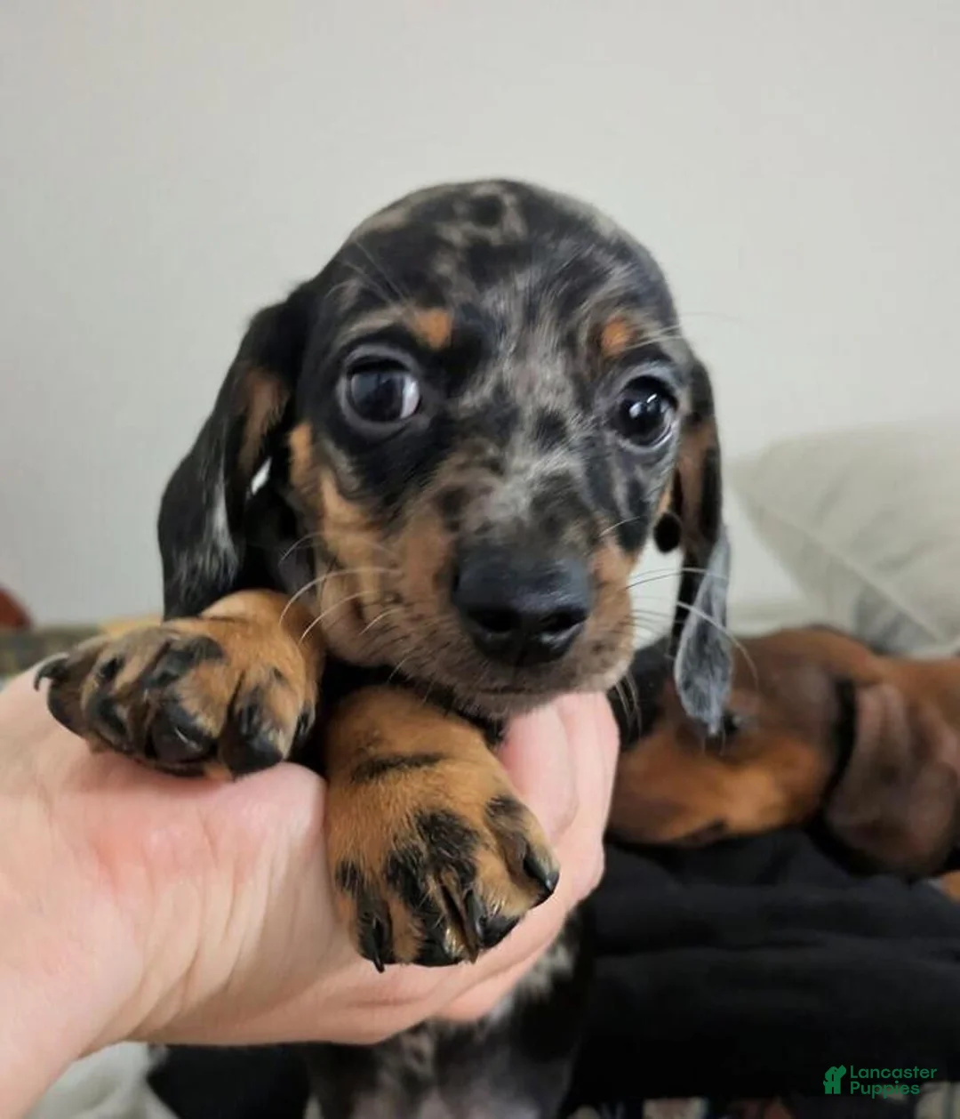 Dachshund dogs for sale: Dasher - Ad 1