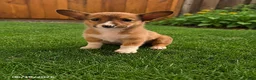 Mixed Breed dogs for sale: Cuddles - Ad 3