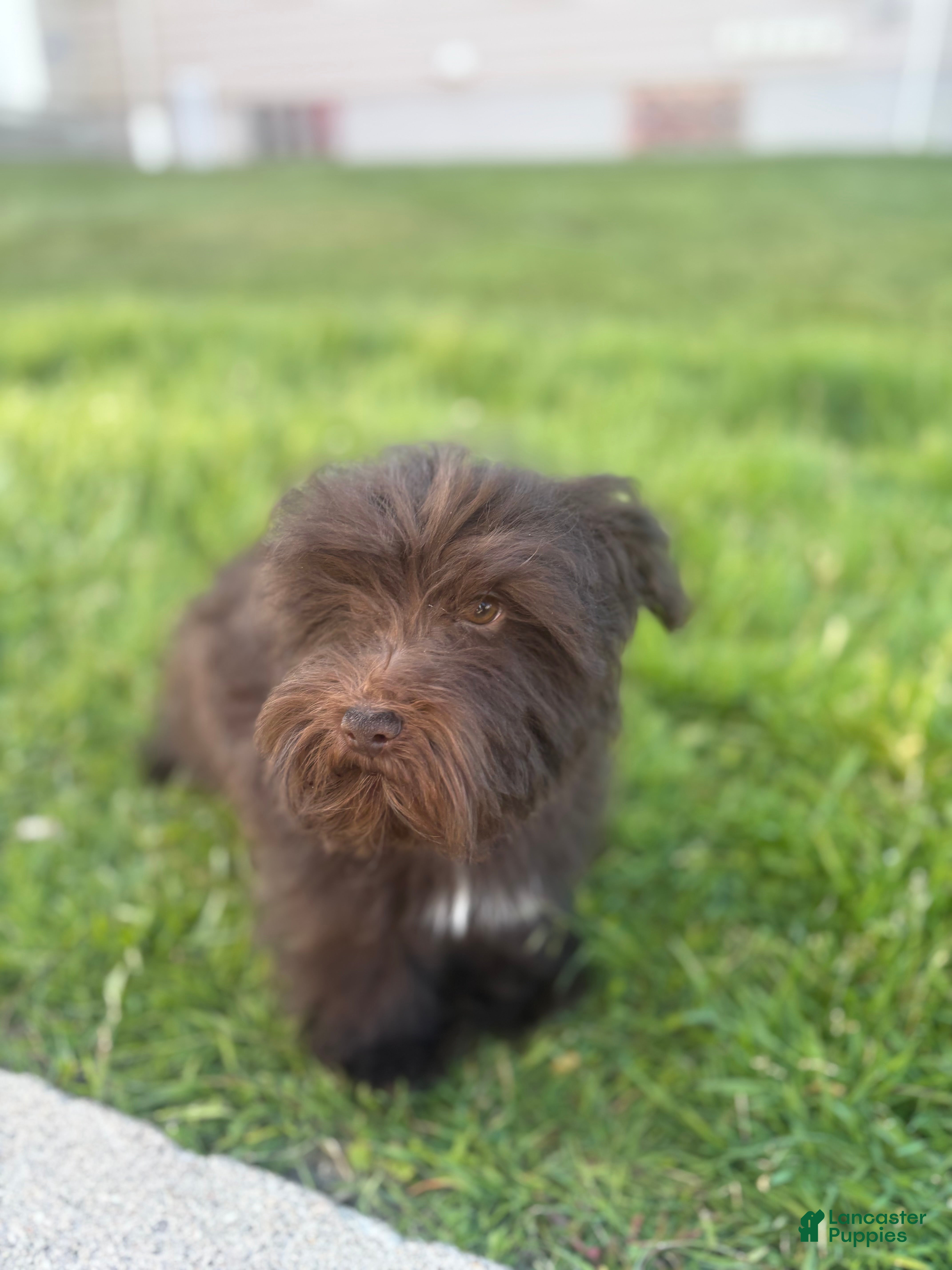 Miniature Schnauzer dogs Miniature Schnauzer Puppy 1 - Ad 38