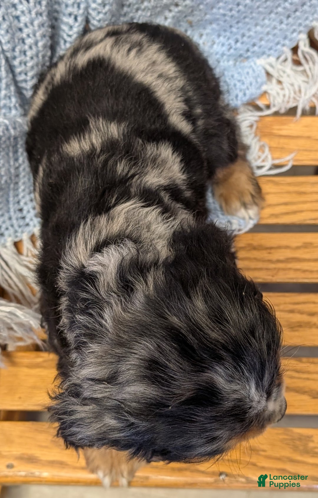 Cocker Spaniel dogs for sale: Wells - Ad 5