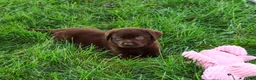 Labrador Retriever dogs for sale: Mabel - Ad 5