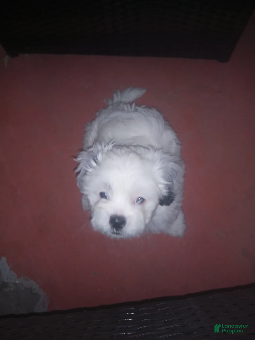 Shihpoo dogs for sale: Shihpoo 1 - Ad 1