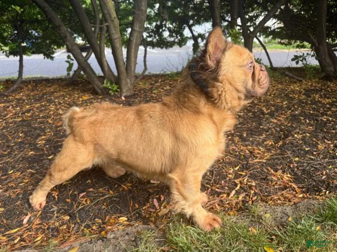 French Bulldog dogs for stud: French Bulldog 1 puppies - Ad 2