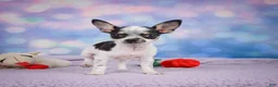 Chihuahua dogs for sale: DAHLIA - Ad 15