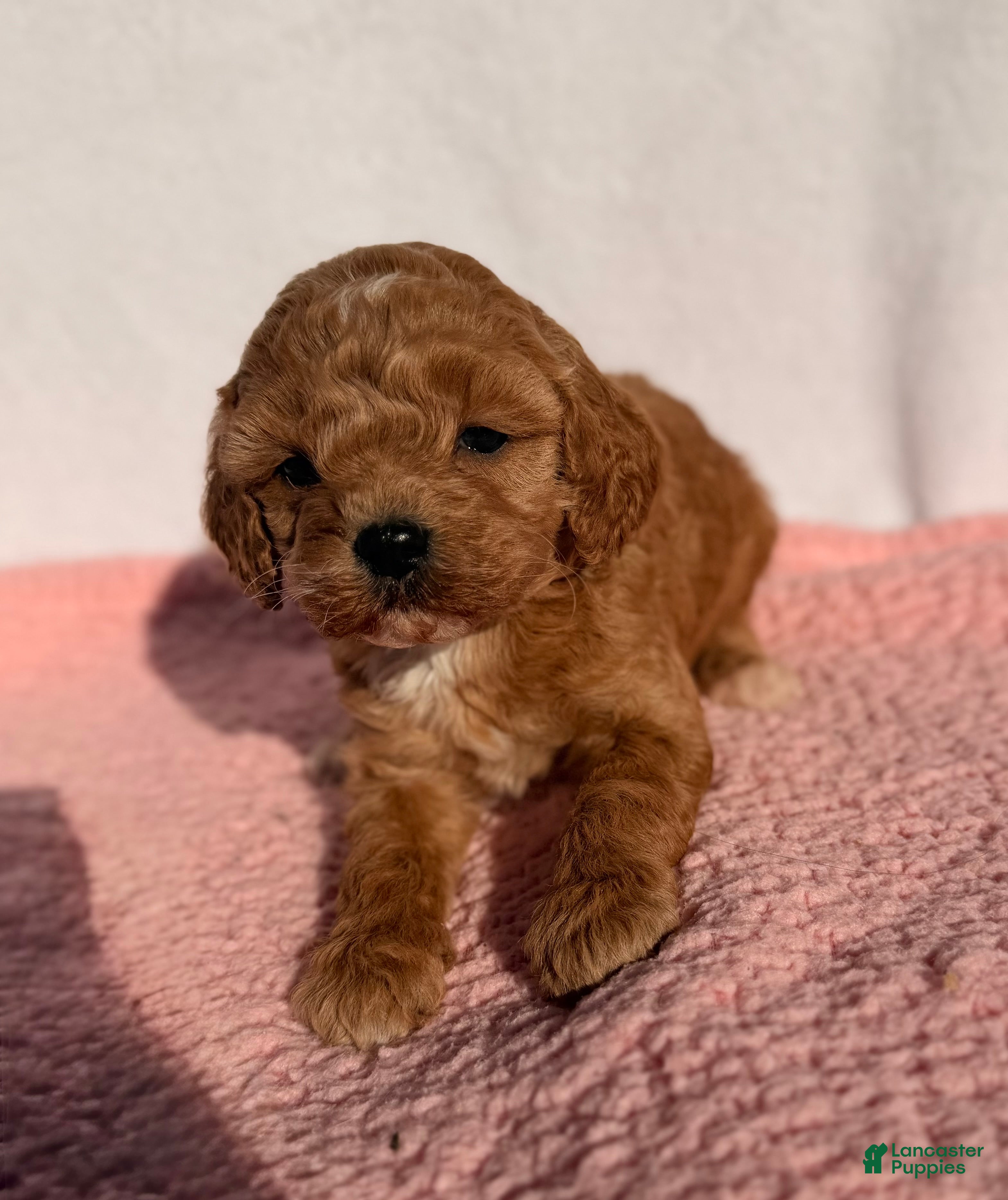 Cavapoo dogs Poppy - Ad 1