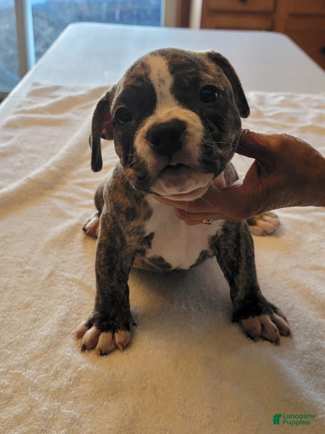 American Bully dogs for sale: American Bully 4 - Ad 2