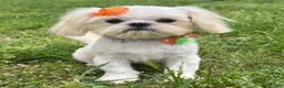 Shih Tzu dogs for sale: Cinderella  - Ad 7