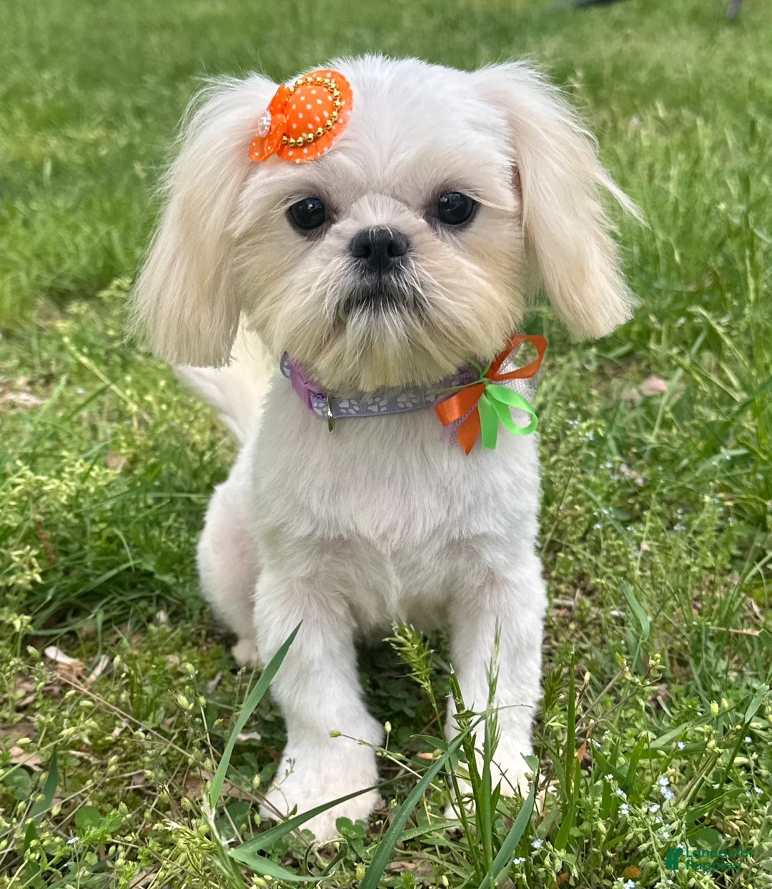 Shih Tzu dogs for sale: Cinderella  - Ad 7