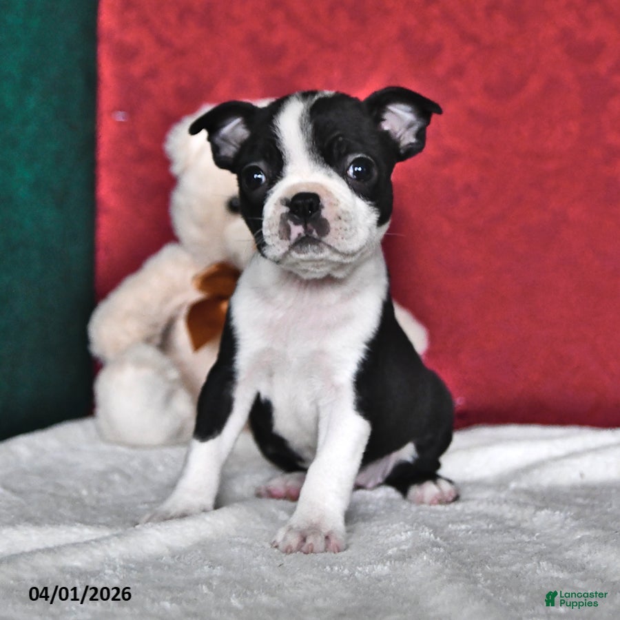 Boston Terrier dogs Polly - Ad 2