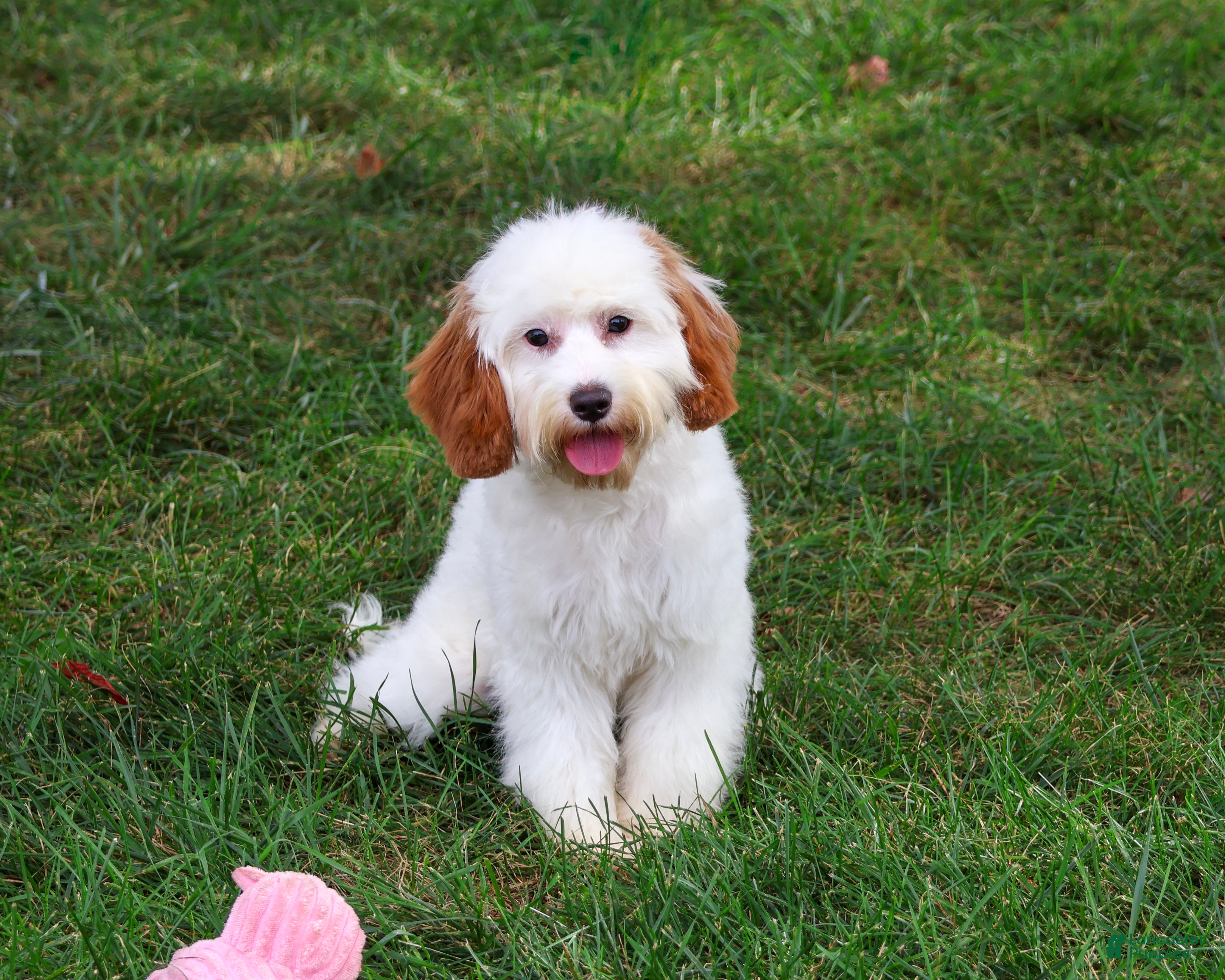 Cavapoo dogs Emerald - Ad 1