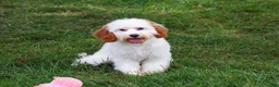 Cavapoo dogs for sale: Emerald - Ad 1
