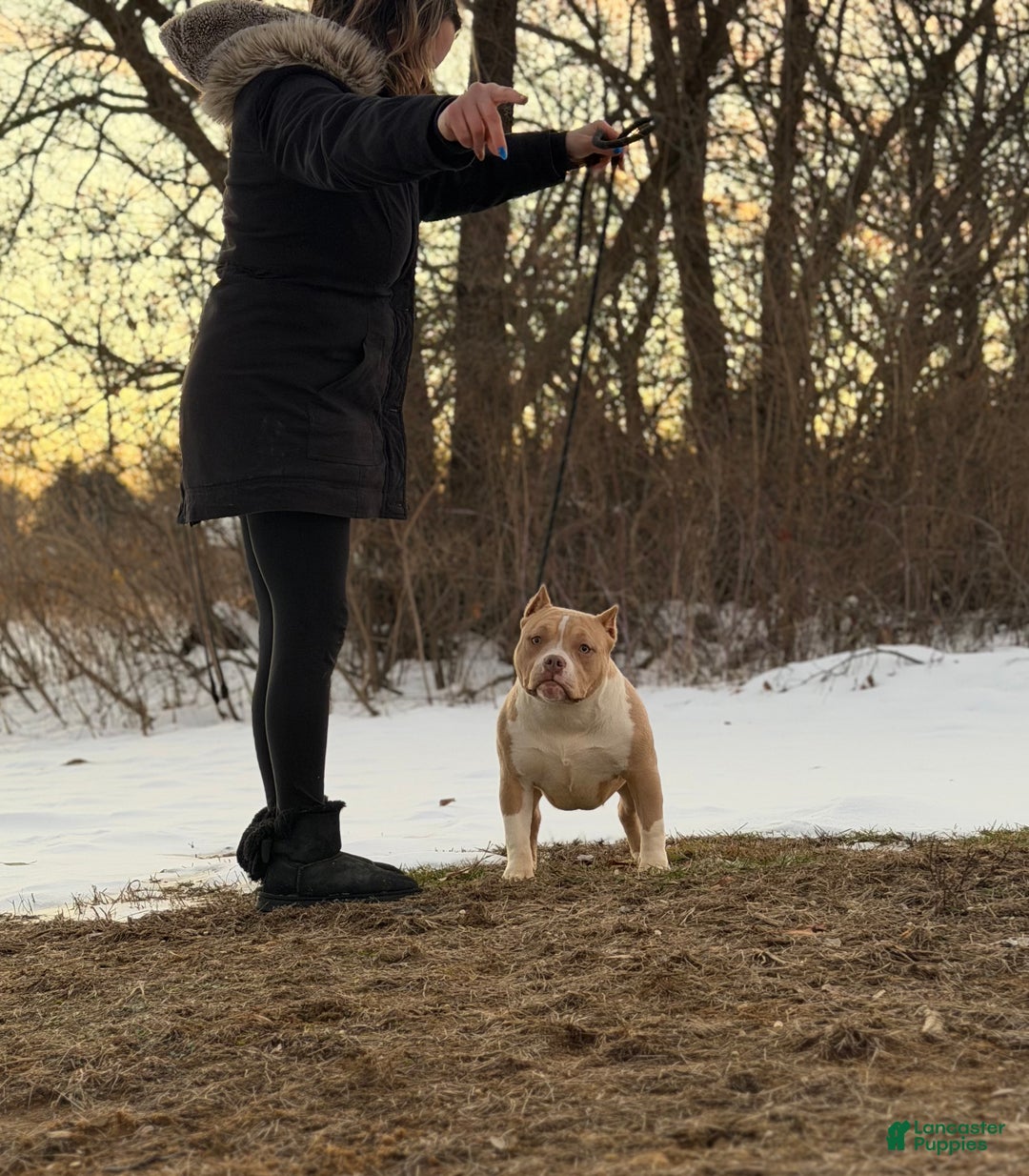 American Bully dogs for sale: American Bully Female 2 - Ad 2